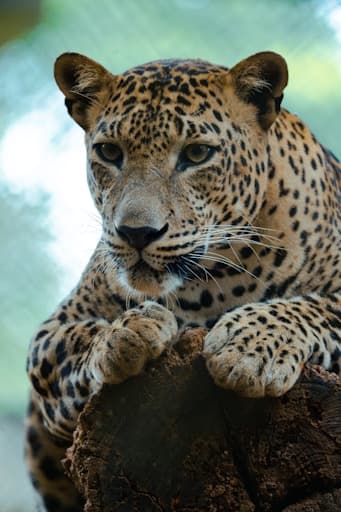 Yala Safari