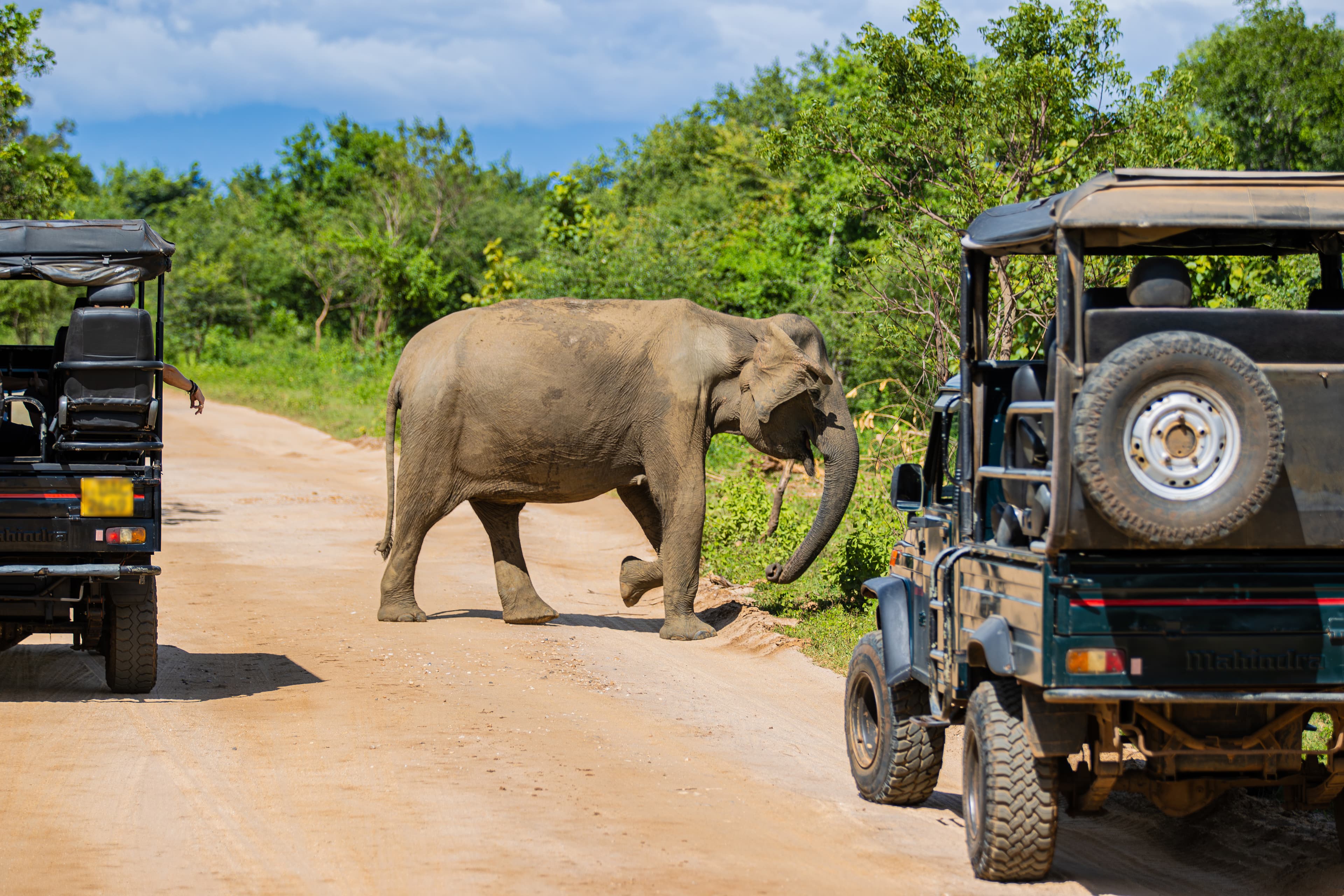 Sri Lanka Safari Tour