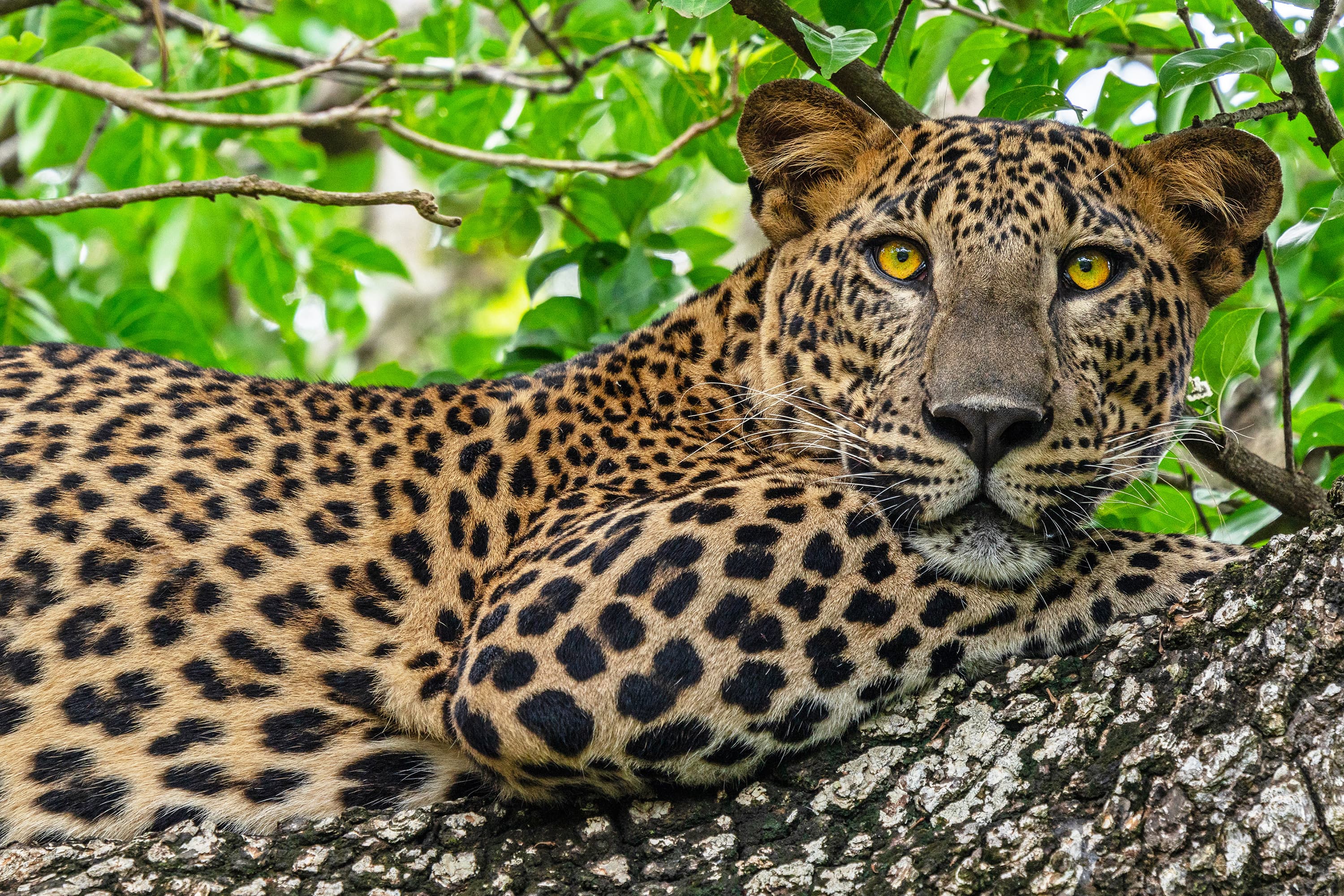 Wildlife of Sri Lanka Tour